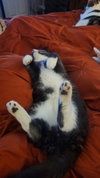 Finnegan - Photo 2