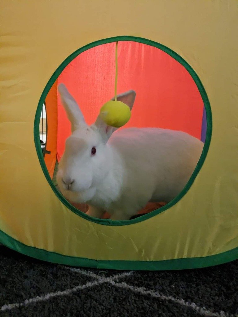 adoptable Rabbit in Libertyville, IL named Margot