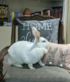 adoptable Rabbit in  named Margot