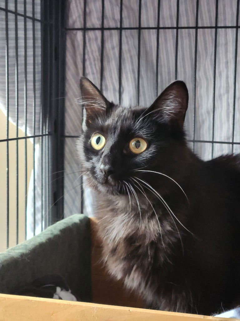 adoptable Cat in Libertyville, IL named Shirley