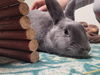 adoptable Rabbit in libertyville, IL named Greyson