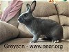 adoptable Rabbit in , IL named Greyson