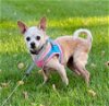 adoptable Dog in libertyville, IL named Maggie Mae