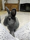 adoptable Rabbit in  named Flopsy