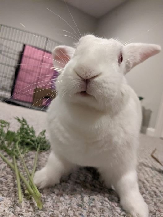 adoptable Rabbit in Libertyville, IL named Sabrina