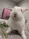 adoptable Rabbit in  named Sabrina