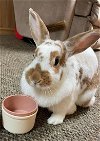 adoptable Rabbit in libertyville, IL named Pebbles