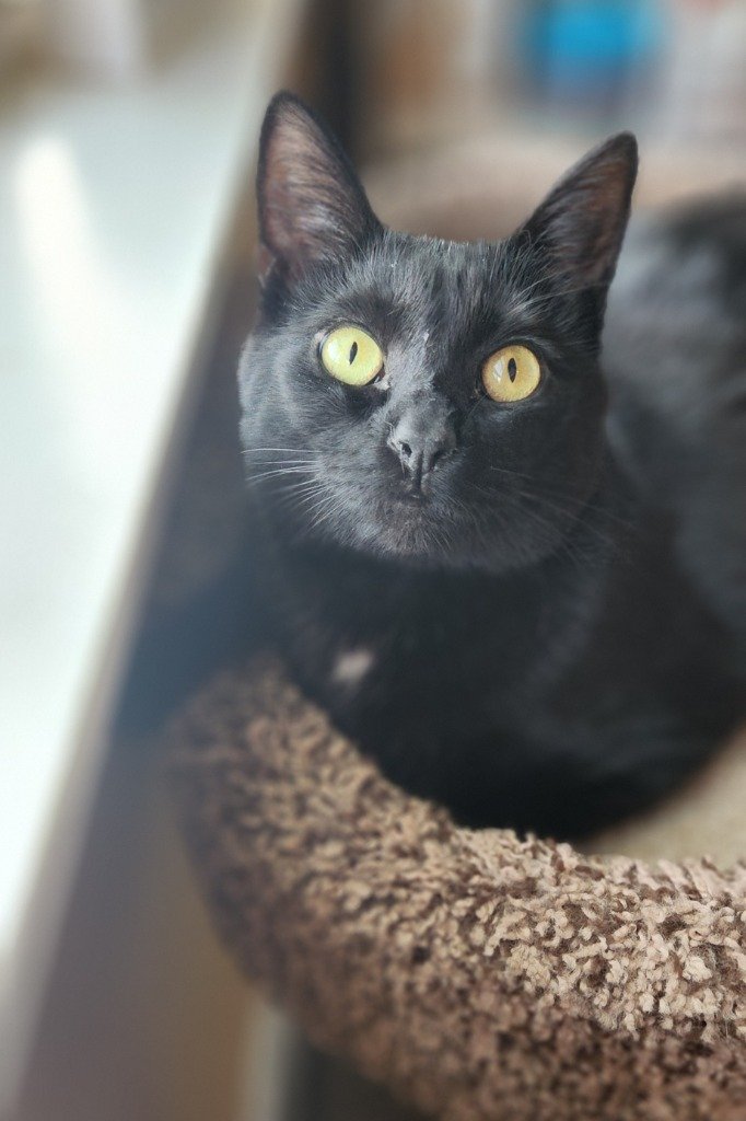 adoptable Cat in Libertyville, IL named Moon