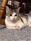 adoptable Cat in libertyville, IL named Poppy