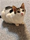 adoptable Cat in libertyville, IL named Princess Sesame