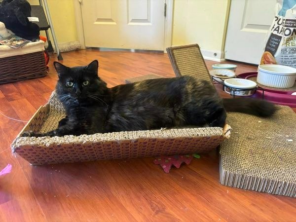adoptable Cat in Libertyville, IL named Nadia