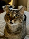 adoptable Cat in libertyville, IL named Poncho