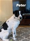adoptable Dog in libertyville, IL named Peter
