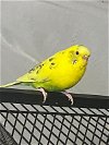 adoptable Bird in libertyville, IL named Gold