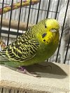 adoptable Bird in libertyville, IL named Peridot