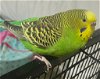adoptable Bird in libertyville, IL named Emerald