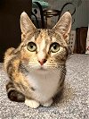 adoptable Cat in libertyville, IL named Mary Jane