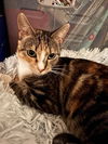 adoptable Cat in Libertyville, IL named Mary Jane