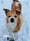 adoptable Dog in libertyville, IL named Jack