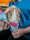 adoptable Guinea Pig in libertyville, IL named Taffy
