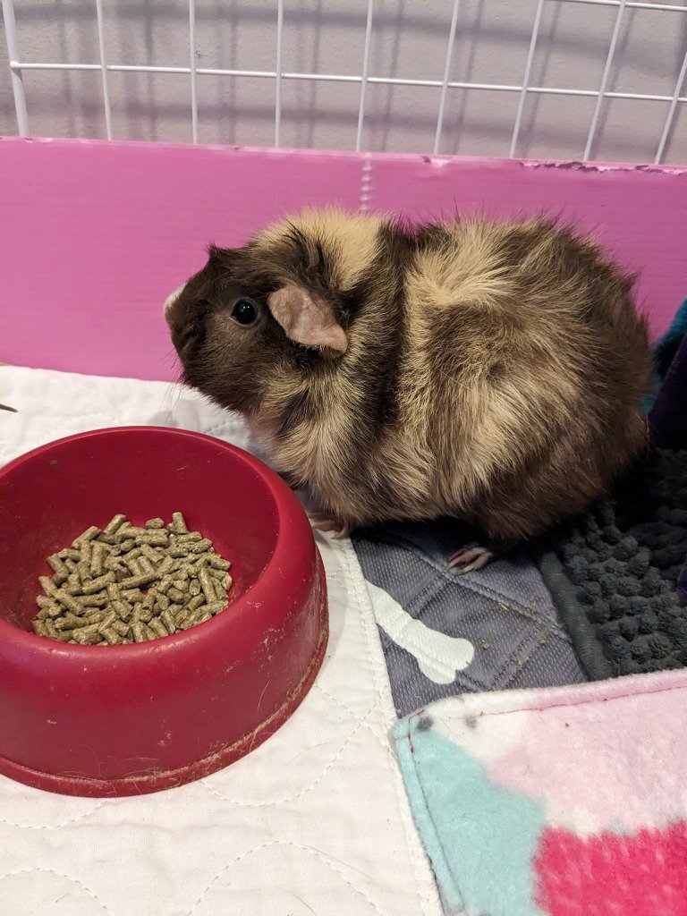 adoptable Guinea Pig in Libertyville, IL named Twix
