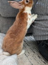 Butters - Photo 3