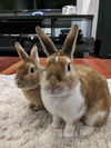 adoptable Rabbit in  named Butters