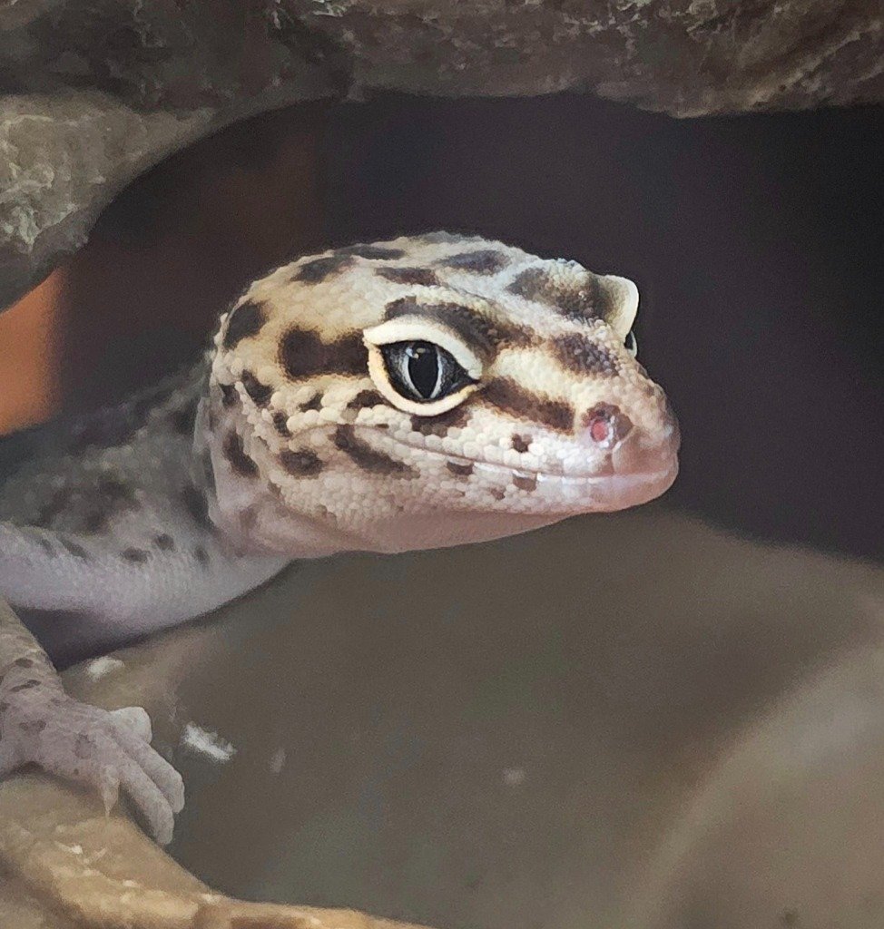 adoptable Gecko in Libertyville, IL named Leo