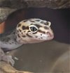 adoptable Gecko in libertyville, IL named Leo