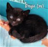 adoptable Cat in libertyville, IL named Onyx