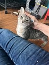 adoptable Cat in libertyville, IL named Jewel