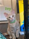 adoptable Cat in libertyville, IL named Ivy