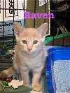 adoptable Cat in libertyville, IL named Raven