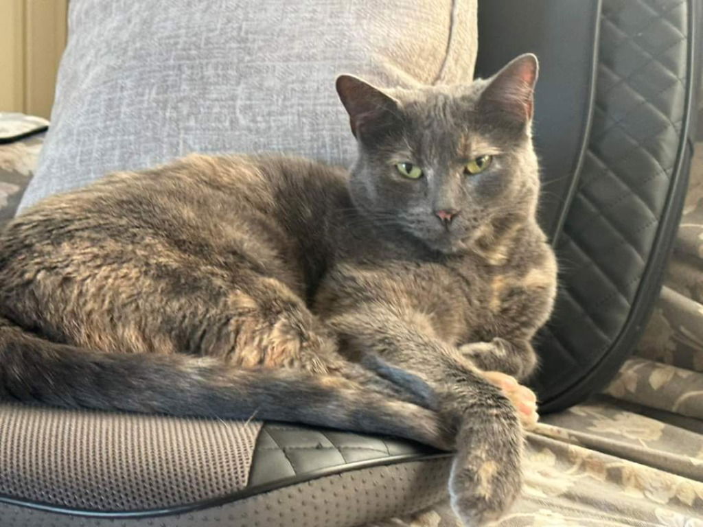 adoptable Cat in Libertyville, IL named Lacey