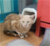 adoptable Cat in libertyville, IL named Monk
