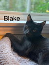 adoptable Cat in Libertyville, IL named Blake