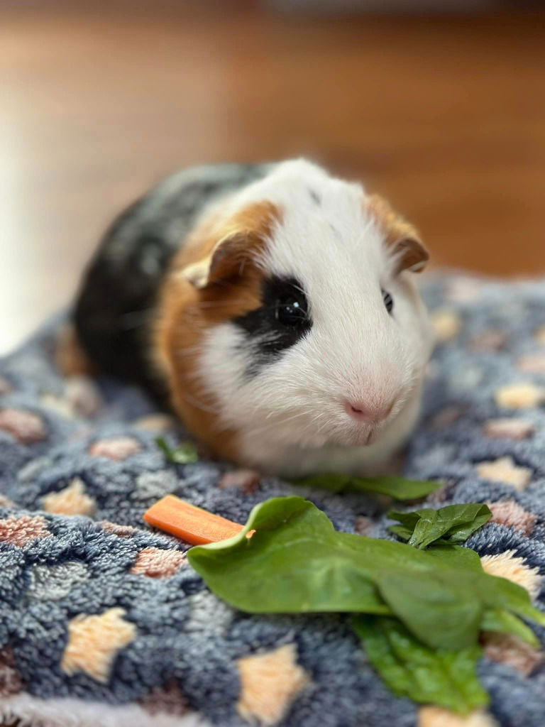 adoptable Guinea Pig in Libertyville, IL named Patches