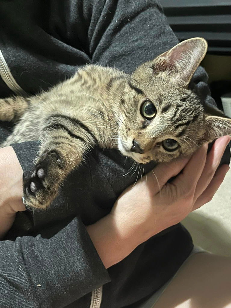 adoptable Cat in Libertyville, IL named Blue