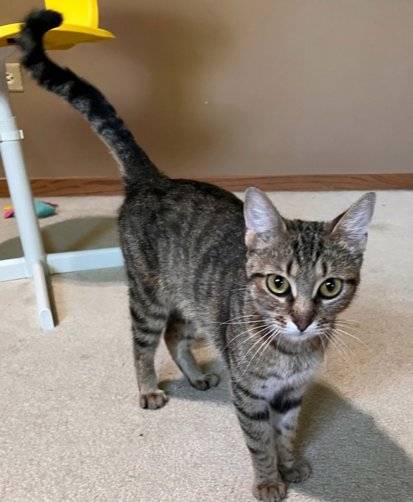 adoptable Cat in Libertyville, IL named Liberty