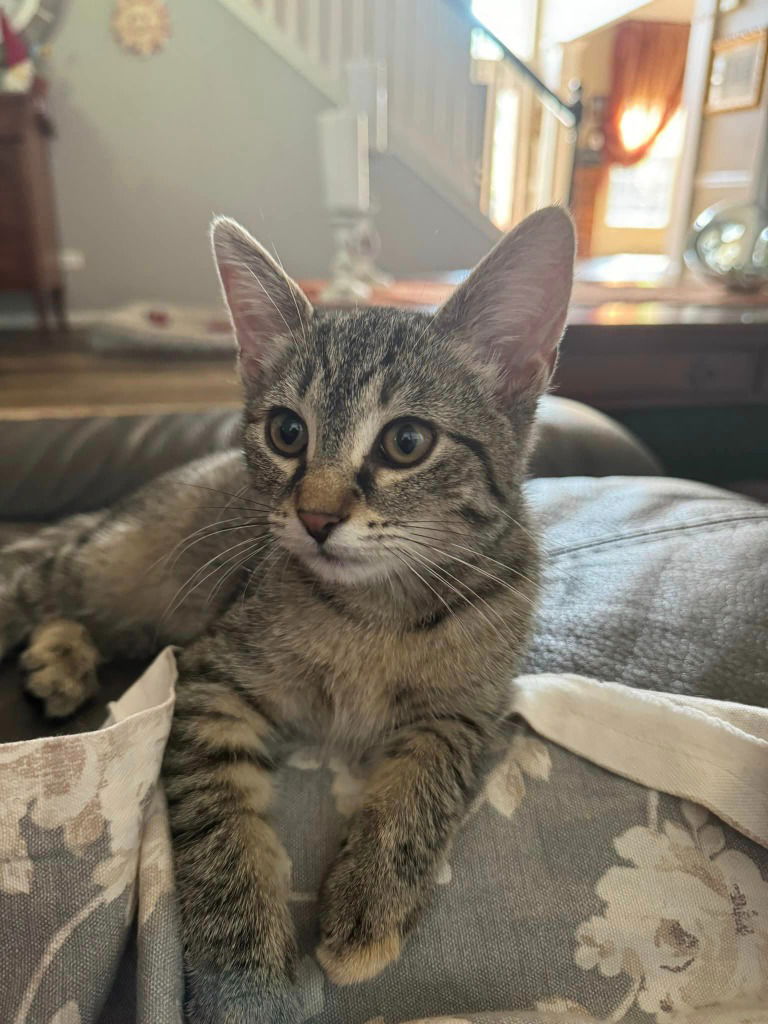 adoptable Cat in Libertyville, IL named Merlina