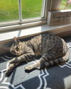 adoptable Cat in libertyville, IL named Wynona