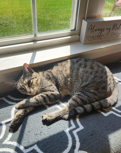 picture of the cat needing adoption