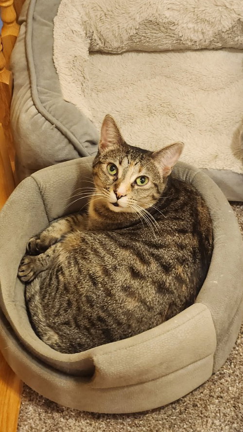 picture of the cat needing adoption