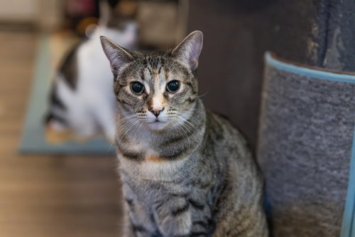 WYNONA - Domestic Medium Hair available for adoption