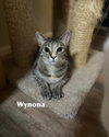 Wynona - Photo 4