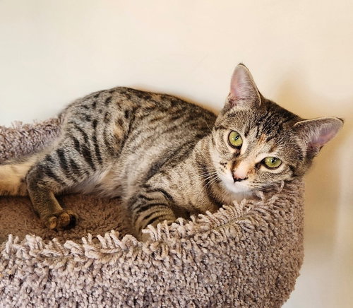 WYNONA - Domestic Medium Hair for adoption in Kenosha