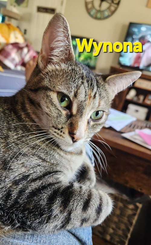 WYNONA - Domestic Medium Hair available for adoption