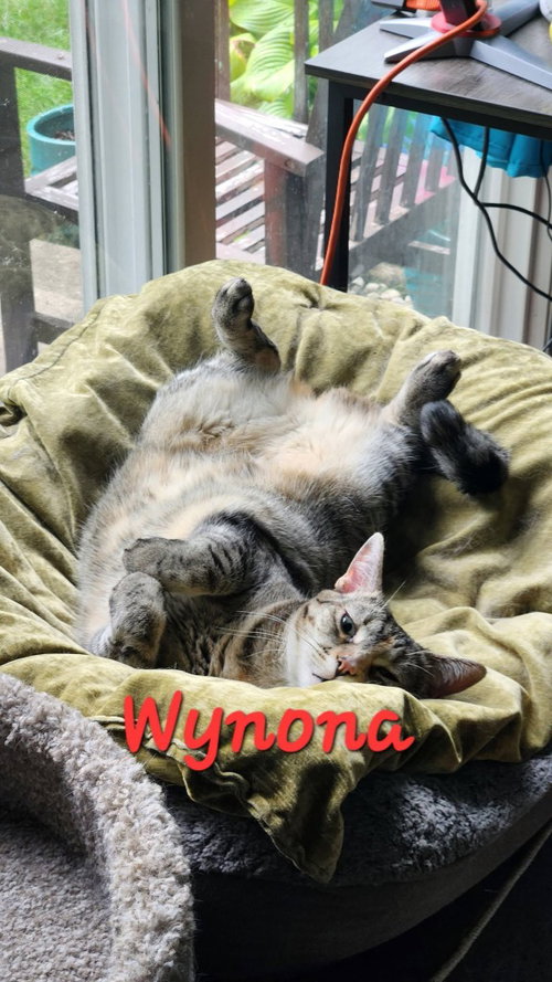 Photo 2 of Wynona (Winnie)