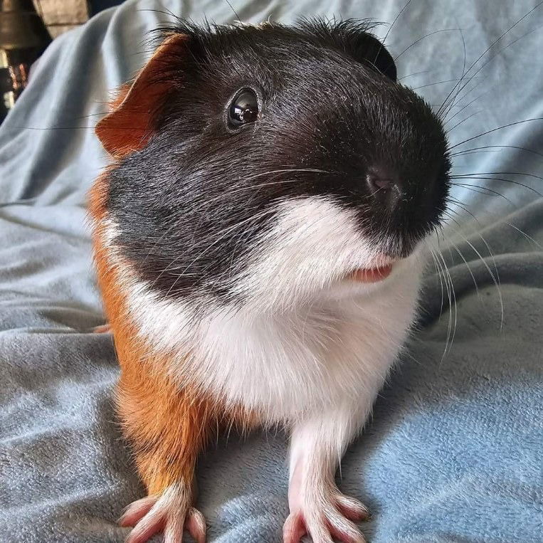 adoptable Guinea Pig in Libertyville, IL named Milton