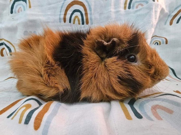 adoptable Guinea Pig in Libertyville, IL named Jeff